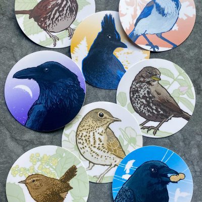 PNW Corvids Scrub Jay, Raven, Crow, Stellers Jay – LBJ Sogn Sparrow, Fox Sparrow, Swainsons Thrush, Pacific Wren