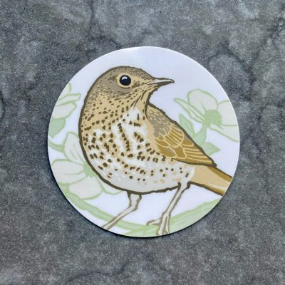 Little Brown Job PNW Swainsons Thrush