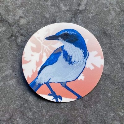 PNW Scrub Jay sticker